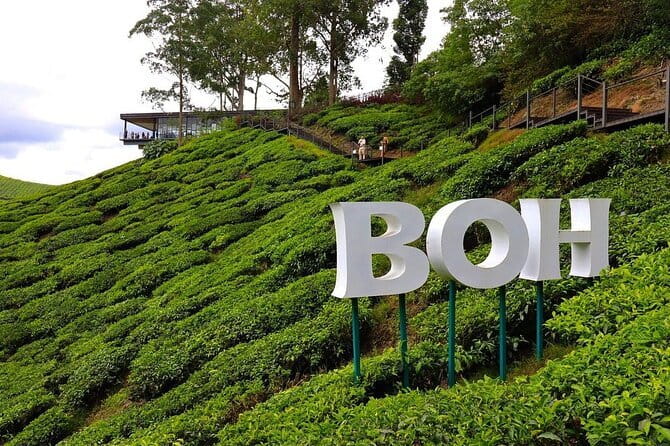 Cameron Highland Full Day Tour from KL City Private Tour - Why Cameron Highlands works as a day trip from Kuala Lumpur