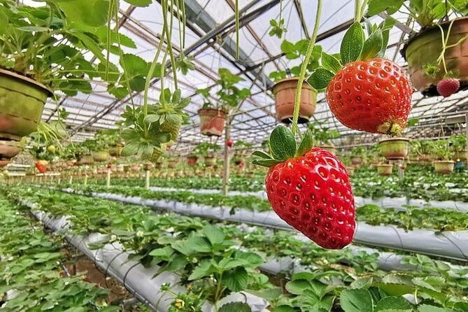 Cameron Highland Full Day Tour from KL City Private Tour - Vegetable farms and the local produce market
