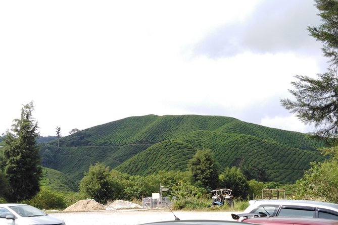 Cameron Highland Private Day Tour - Sungai Palas BOH Plantation