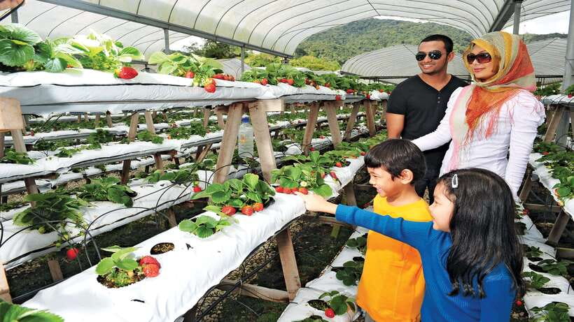 Cameron Highlands 1 Day Tour from Kuala Lumpur - Bee, butterfly, and insect displays