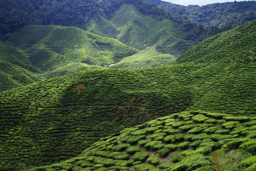 Cameron Highlands 1 Day Tour from Kuala Lumpur - Who will enjoy this Cameron Highlands day?
