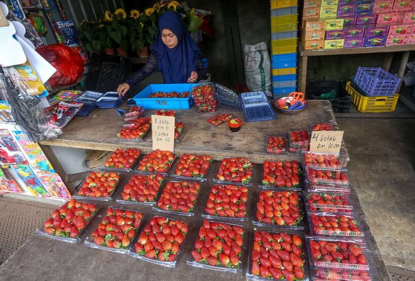 Cameron Highlands 1 Day Tour from Kuala Lumpur - Bharat tea plantation and the question of the tea farm