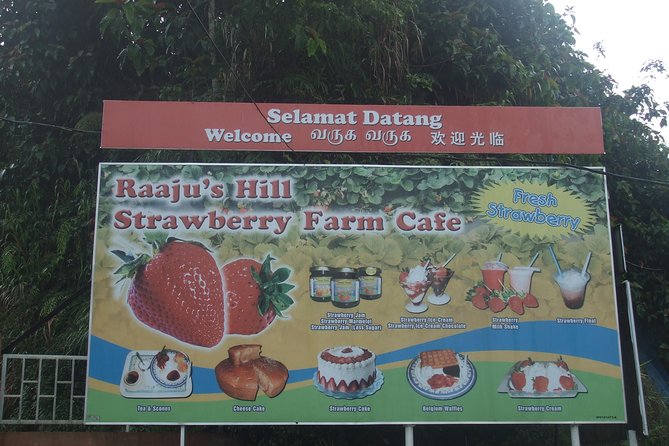 Cameron Highlands Amazing Day Trip Tour with Local Lunch - Strawberries at Raju Hill Strawberry Farm