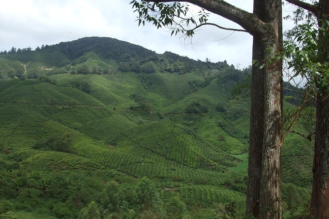 Cameron Highlands Amazing Day Trip Tour with Local Lunch - Butterflies, scorpions, and insects