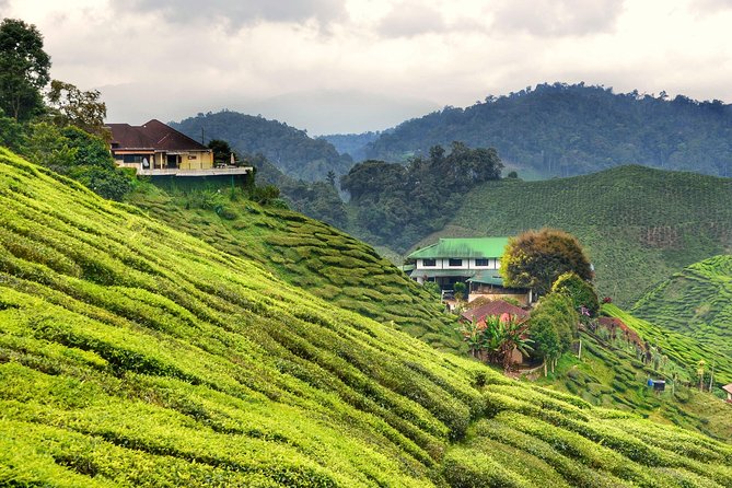 Cameron Highlands Full-Day Nature Tour - Leaving Kuala Lumpur for the Cameron Highlands