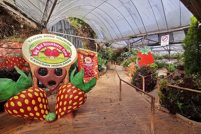 Cameron Highlands Full-Day Nature Tour - Cactus Valley and the highland plant collection