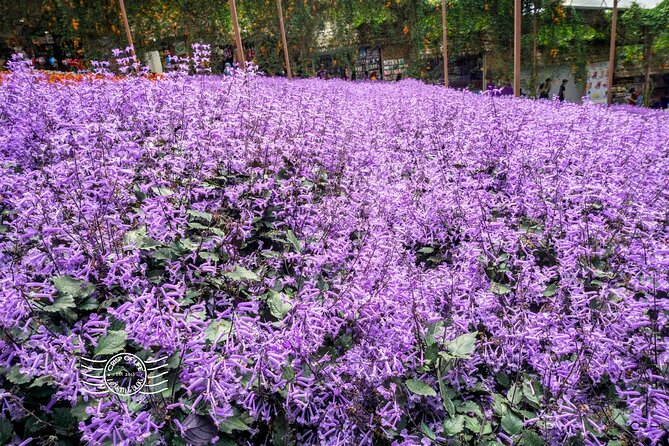 Cameron Highlands Full-Day Tour from Ipoh with Lunch - What this Ipoh to Cameron Highlands day trip is really like