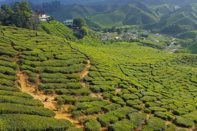 Cameron Highlands Full-Day Tour from Ipoh with Lunch - Kea Farm Market and Cactus Valley