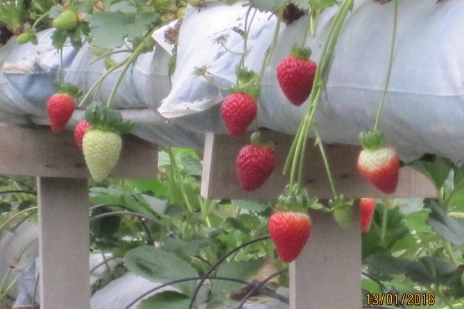 Cameron Highlands, Garden of Nature Full Day Private Guided Tour - How the private format affects the day
