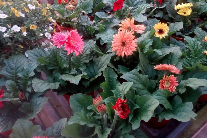Cameron Highlands, Garden of Nature Full Day Private Guided Tour - Who will enjoy this 14-hour escape