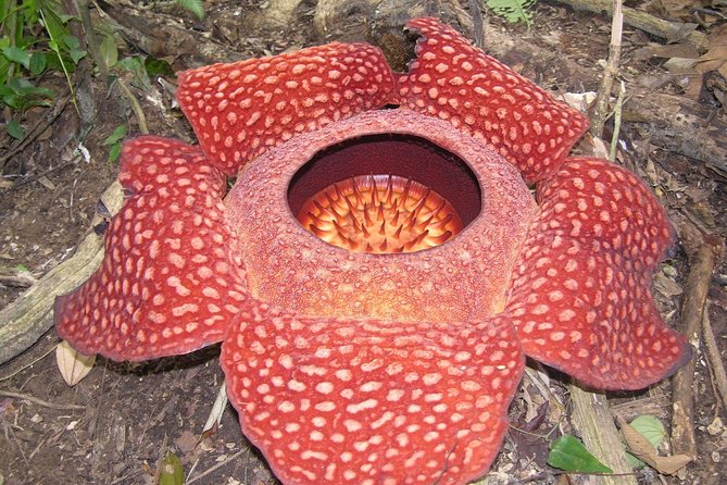 Cameron Highlands: Nature's Wonder Amazing Rafflesia Explorer - Walking with an Orang Asli jungle ranger
