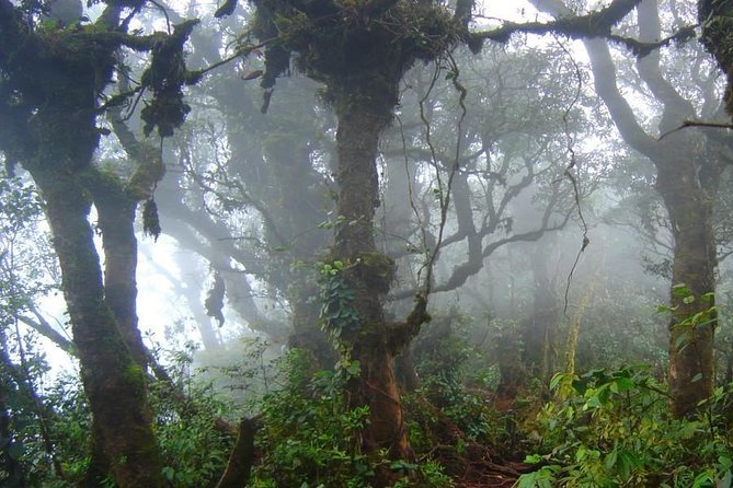 Cameron Highlands: Nature's Wonder Amazing Rafflesia Explorer - Tea plantations, the BOH factory, and a cup with context