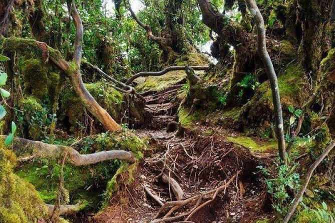 Cameron Highlands: Nature's Wonder Amazing Rafflesia Explorer - A waterfall and the practical side of the jungle walk