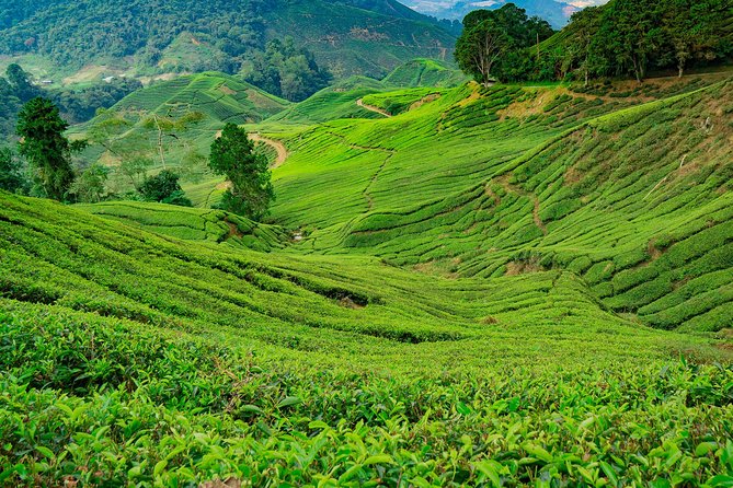 Cameron Highlands One Day Trip from Kuala Lumpur Privately Organised - Lata Iskandar Waterfall and a Taste of the Highlands
