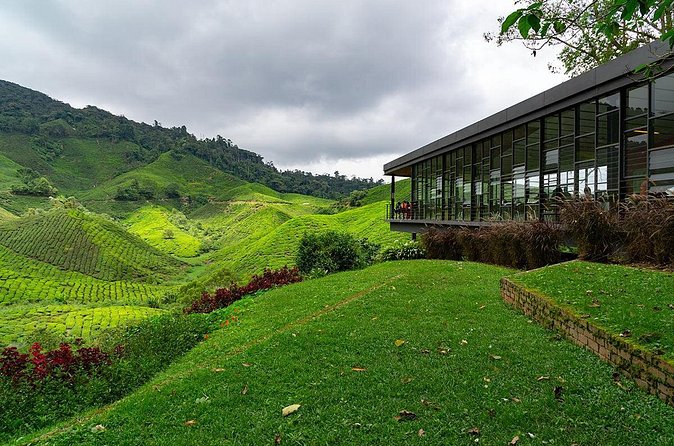 Cameron Highlands One Day Trip from Kuala Lumpur Privately Organised - BOH Viewpoint and the Tea-Making Story