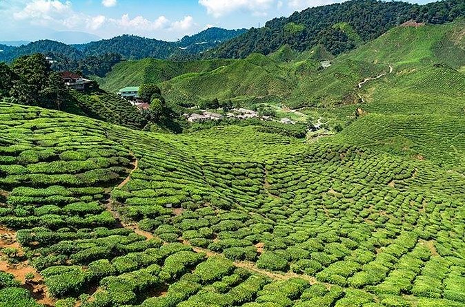 Cameron Highlands One Day Trip from Kuala Lumpur Privately Organised - Lunch and What the Price Covers