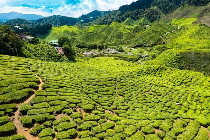 Cameron Highlands Private Day Tour from Ipoh, Package B - BOH Sungei Palas puts tea first