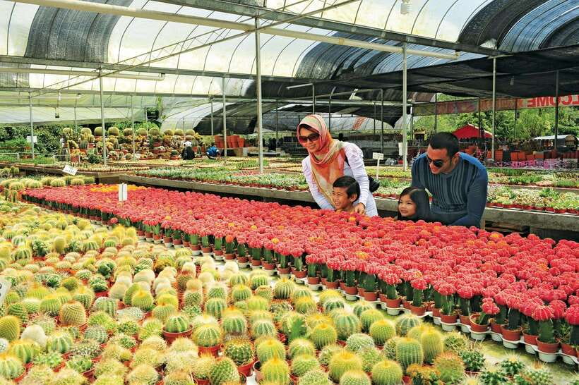 Cameron Highlands Private Day Tour from Kuala Lumpur - The long road from Kuala Lumpur to the highlands