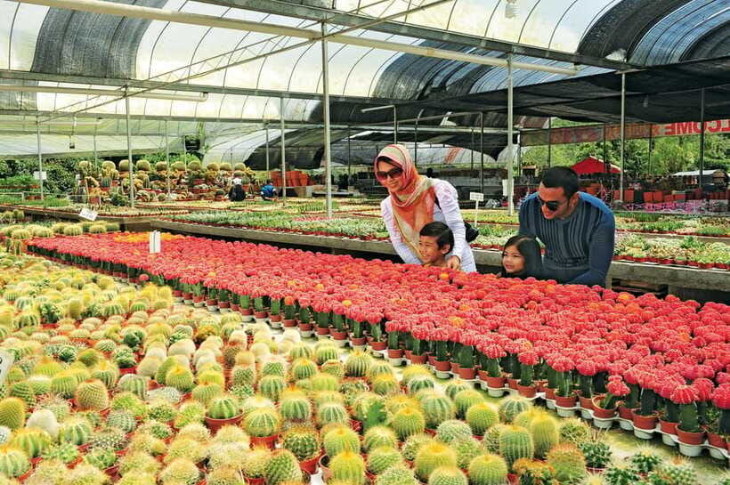 Cameron Highlands Private Day Tour from Kuala Lumpur - Kea Farm Market adds local color