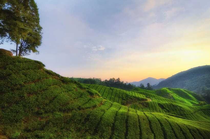 Cameron Highlands Private Day Tour from Kuala Lumpur - Is $150 per person good value?