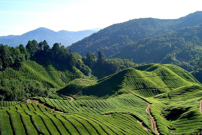 Cameron Highlands Sightseing Tour - Rose Valley: a short flower-filled opening