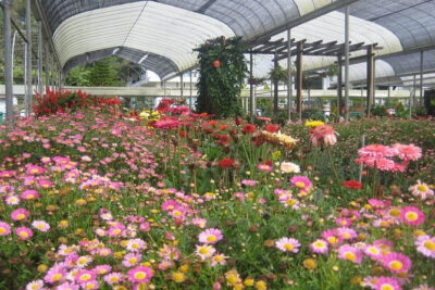 Cameron Highlands Sightseing Tour