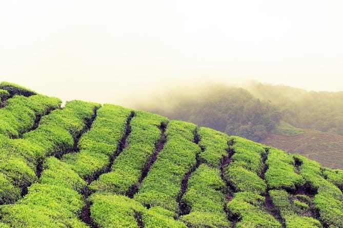 Cameron Highlands Sightseing Tour - Markets and the Buddhist temple