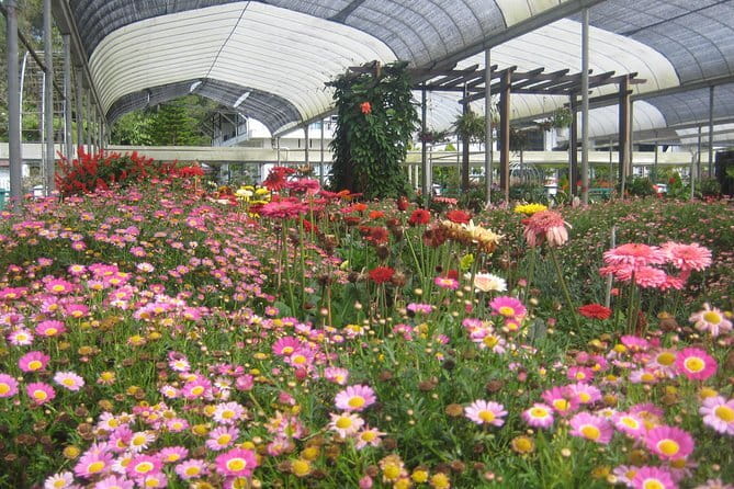 Cameron Highlands Sightseing Tour - Strawberries and the practical side of farm tourism