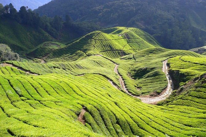 Cameron Highlands Tour from Kuala Lumpur - Butterfly Garden and Bee Farm offer light family stops