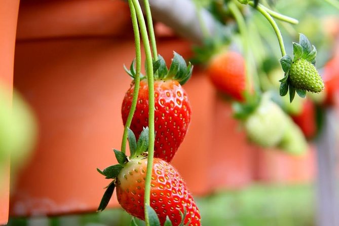 Cameron Highlands Tour from Kuala Lumpur - The strawberry farm is hands-on, but the visit is brief