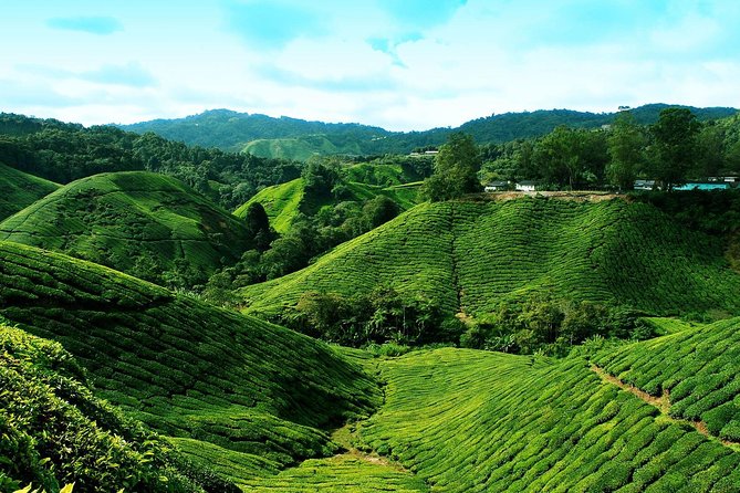 Cameron Highlands Tour from Kuala Lumpur - Kea Farm Market shows the working side of the highlands