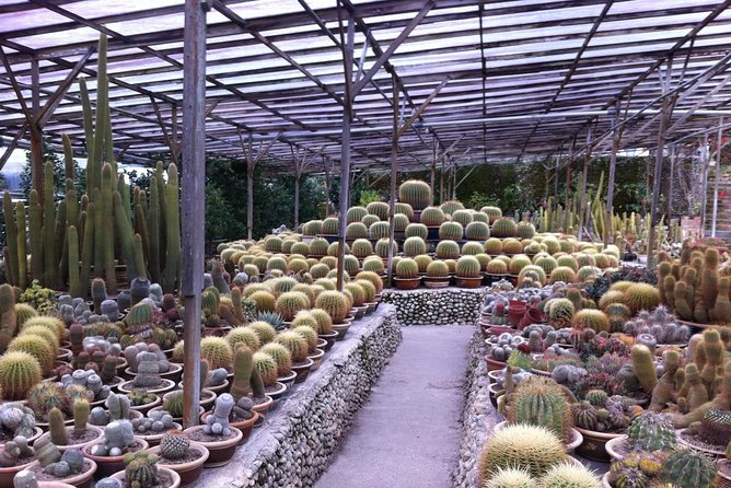 Cameron Highlands Tour From Kuala Lumpur (Private Tour) - Rose Valley, Brinchang, and Sam Poh Temple