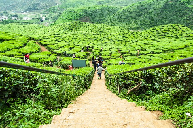 Cameron Highlands Tour on Private Basis - BOH Tea Plantation and the factory visit