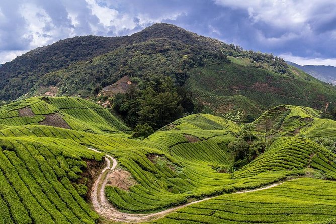 Cameron Highlands Tour on Private Basis - What the $125 price means for value