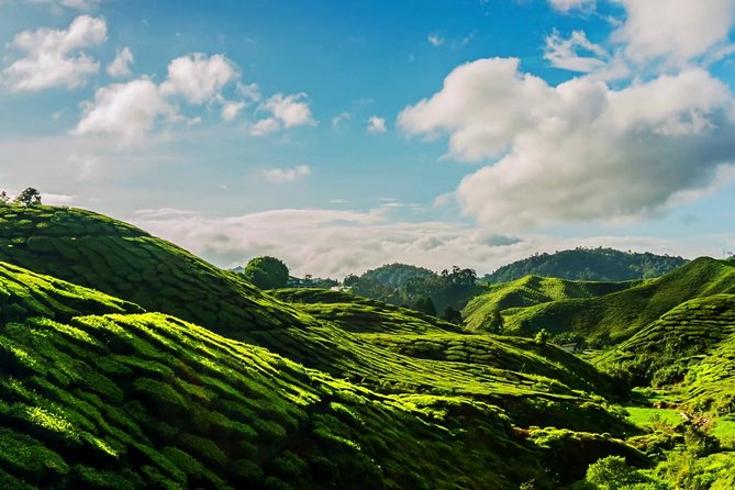 Cameron Highlands Tour on Private Basis - Rose Garden, strawberry farms, and the appeal of small stops