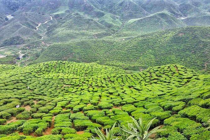 Cameron Highlands with Lunch Guided Day Tour (SIC/Shared Tour) - The real question: is Cameron Highlands worth the drive?