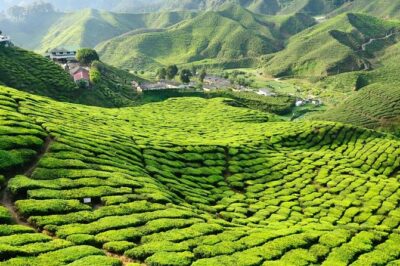 Cameron Highlands with Lunch Guided Day Tour (SIC/Shared Tour)