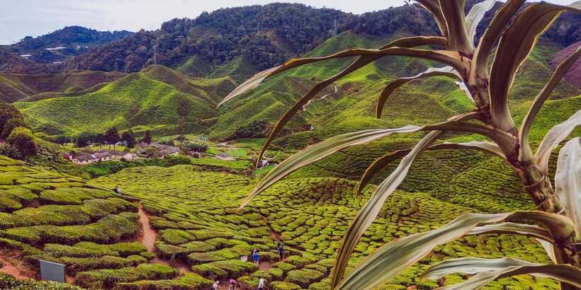 Cameroon Highland : Best nature in highland - Who should book this Cameron Highlands day?