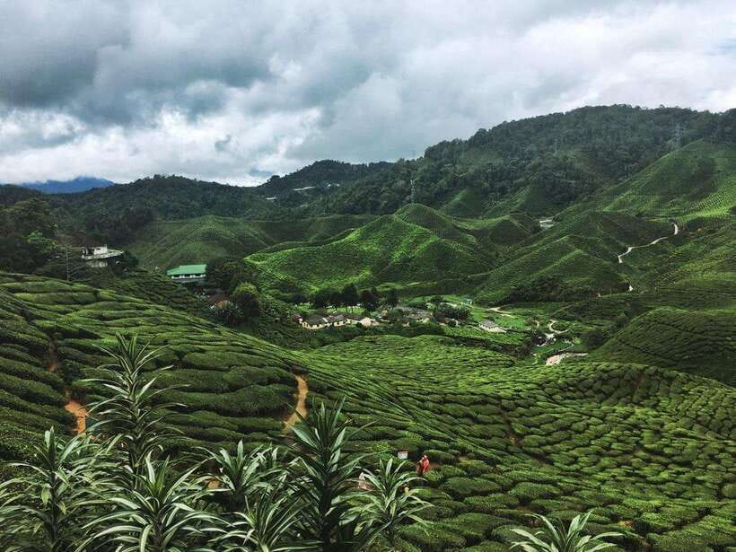 Cameroon Highland : Best nature in highland - The early road from Kuala Lumpur