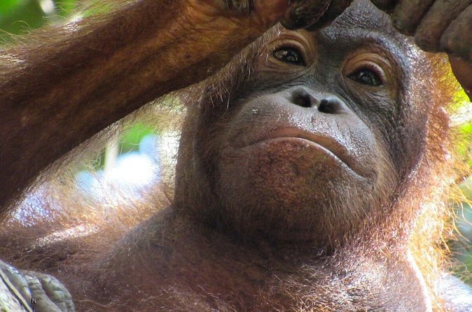 Day Trip Sepilok Orang-utan And City Tour (Flight Excluded) - Lunch and the Sandakan city portion