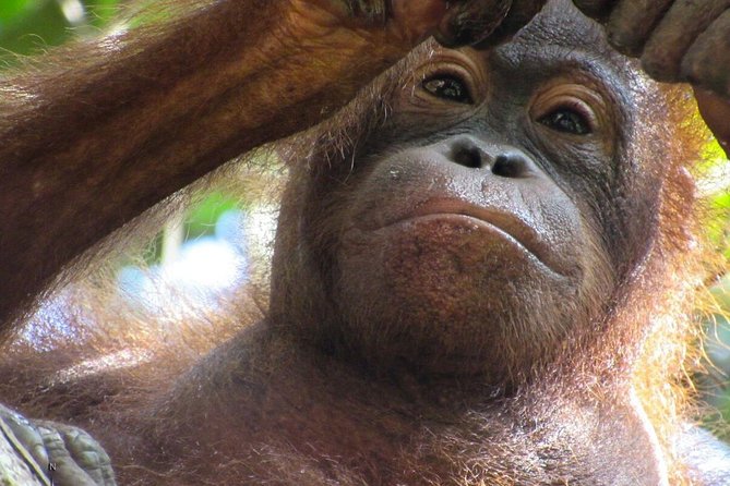 Day Trip Sepilok Orang-utan And City Tour (Flight Excluded) - What the guide can add to the day