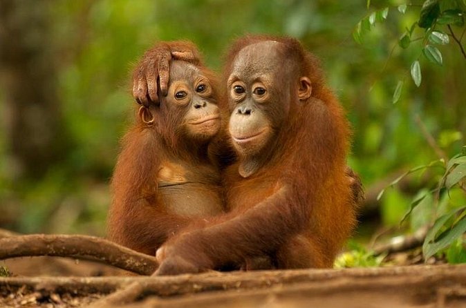 Day Trip Sepilok Orang-utan And City Tour (Flight Excluded) - Who should book this experience?