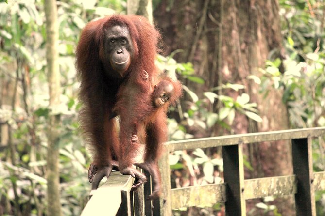 Day Trip Sepilok Orang-utan And City Tour (Flight Excluded) - My booking advice