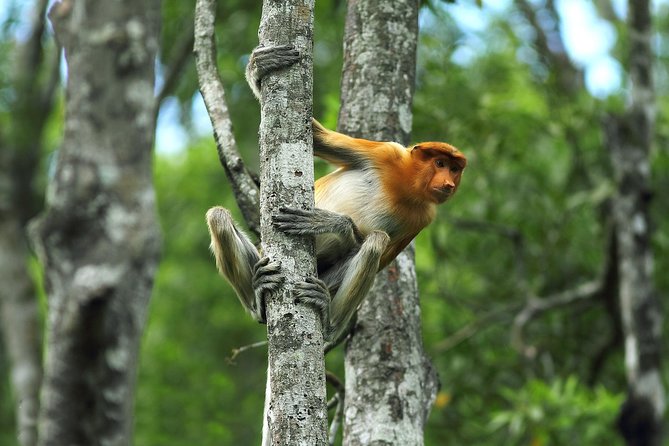 Day Trip Sepilok Orang Utan & Proboscis Monkey (Flight Excluded) - The 4:30 a.m. start matters