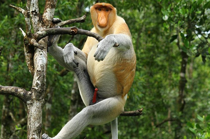 Day Trip Sepilok Orang Utan & Proboscis Monkey (Flight Excluded) - Next door with Borneo’s smallest bears