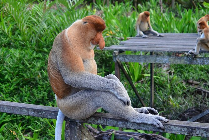 Day Trip Sepilok Orang Utan & Proboscis Monkey (Flight Excluded) - Labuk Bay and the proboscis monkeys