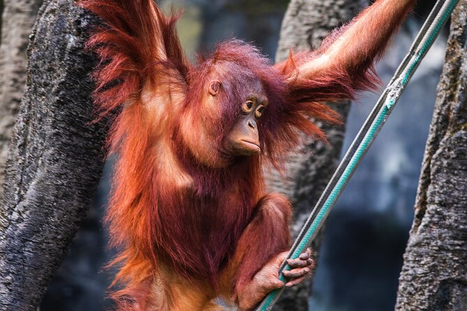 Day Trip Sepilok Orang Utan & Proboscis Monkey (Flight Excluded) - Is $176 a fair price?
