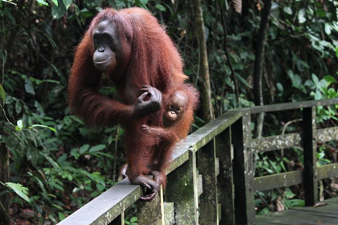Day Trip Sepilok Orang Utan & Proboscis Monkey (Flight Excluded) - Sepilok Orangutan Rehabilitation Centre
