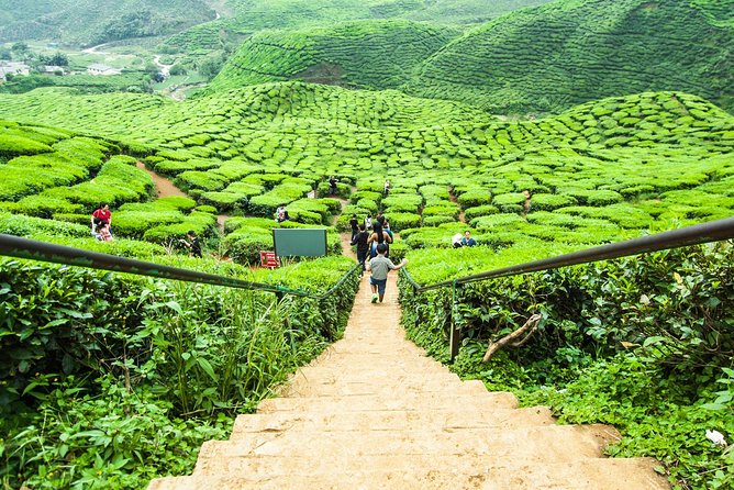 Day Trip to Cameron Highlands: Nature Escape from Kuala Lumpur - Bharat Tea, Cameron Valley, and the View Stops