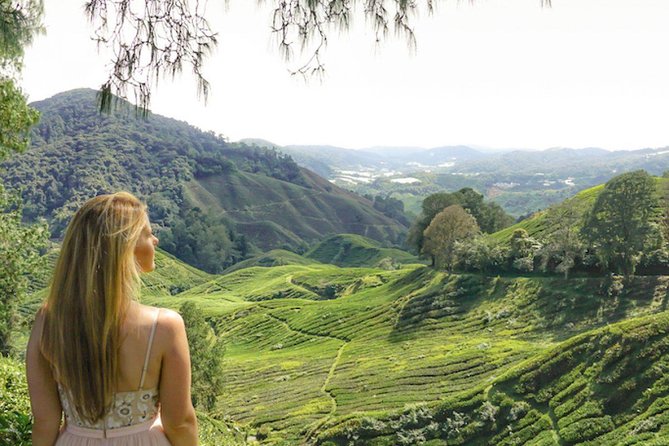 Day Trip to Cameron Highlands: Nature Escape from Kuala Lumpur - The Driver Can Make or Break the Experience